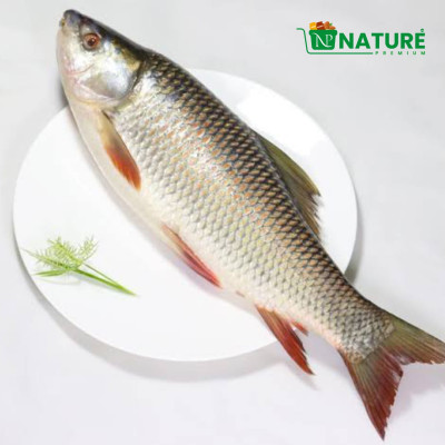 Rui fish of Kaptai Lake - রুই মাছ ২.৫ কেজি প্লাস ১৫০০ টাকা ০৬ কেজি প্লাস ৩৬০০ টাকা
