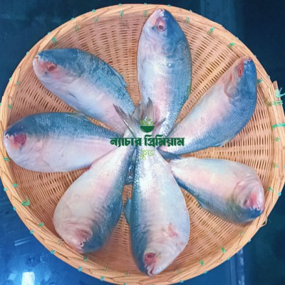 Chandpur Hilsa|চাঁদপুরের ইলিশ