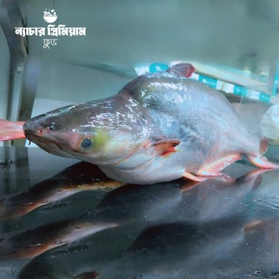 River Pangasius catfish|নদীর পাঙ্গাস